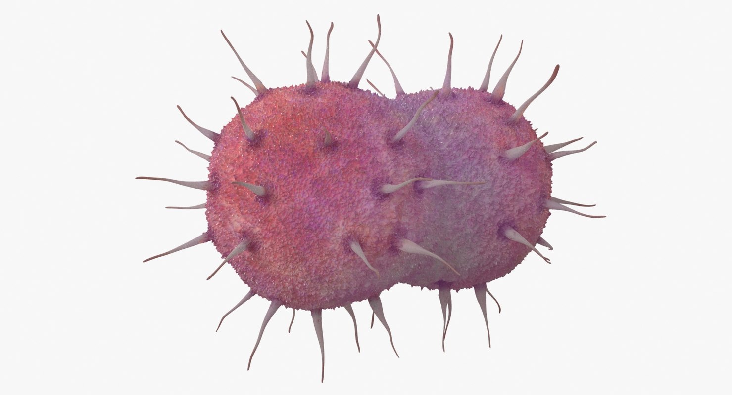 3D neisseria gonorrhoeae bacteria - TurboSquid 1288574