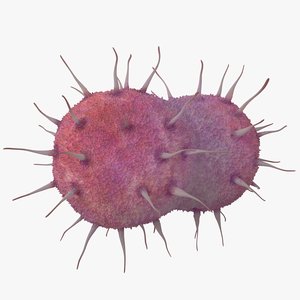 3D neisseria gonorrhoeae bacteria