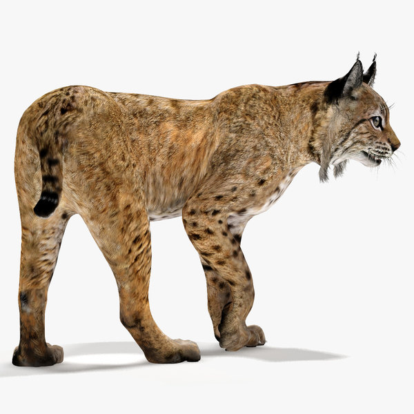 3D Lynx Models | TurboSquid