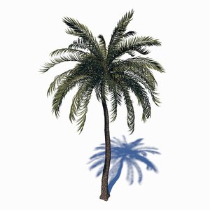 beach palm tree 3D model