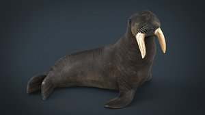 walrus animal mammal 3D model