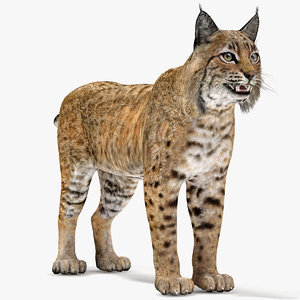 3D bobcat modelled model