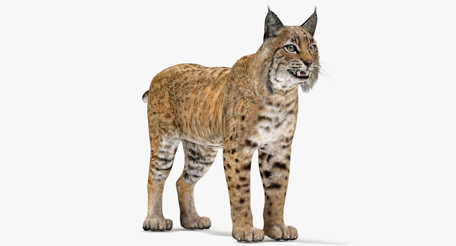 3D bobcat modelled model - TurboSquid 1288945