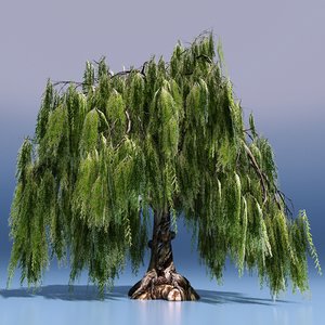 3D weeping willow model