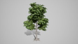3D broadleaf tree