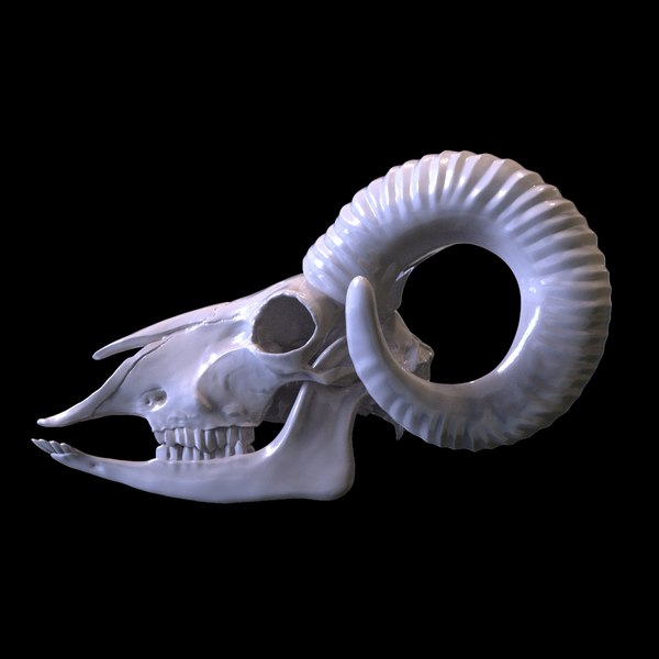 ヤギの頭蓋骨3dプリントモデル3dモデル Turbosquid