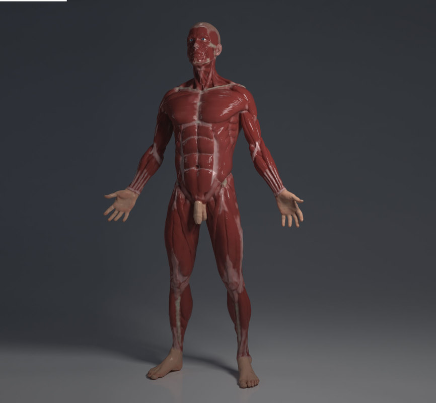 3D ecorche - human anatomy model - TurboSquid 1289362