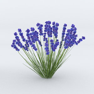 3D model lavender plant