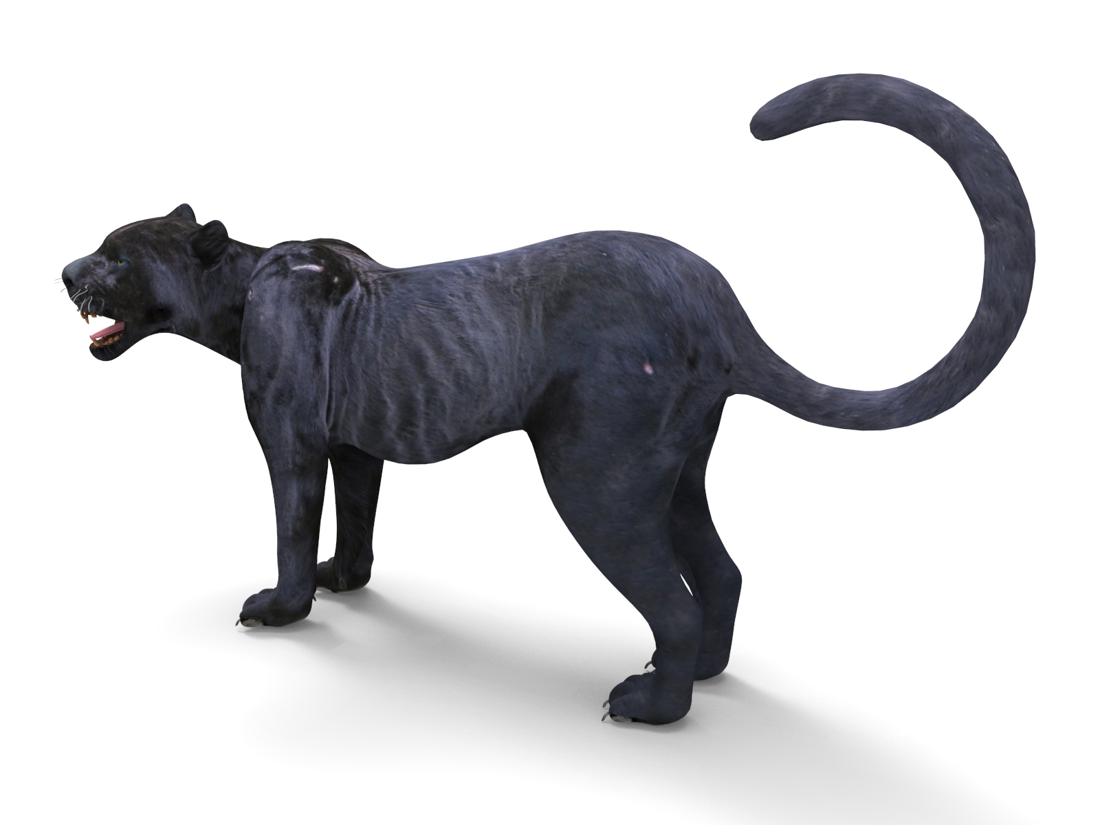 3D panther rigged animation model - TurboSquid 1289582