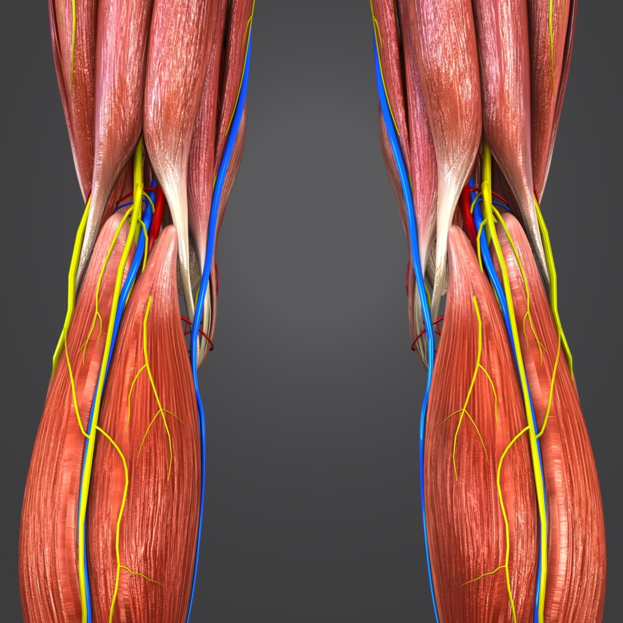 3D body natural skin muscles - TurboSquid 1289594