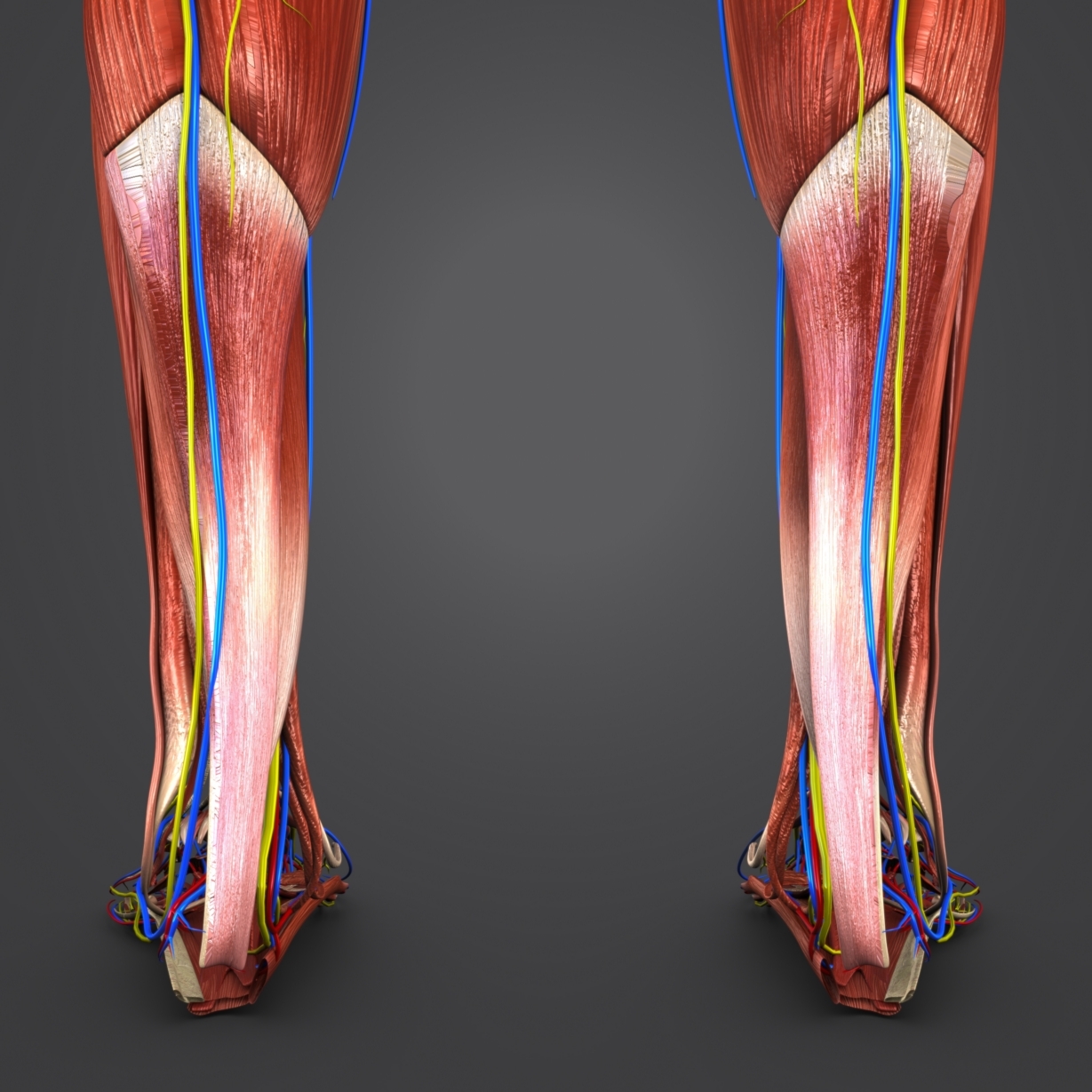 3D body natural skin muscles - TurboSquid 1289594