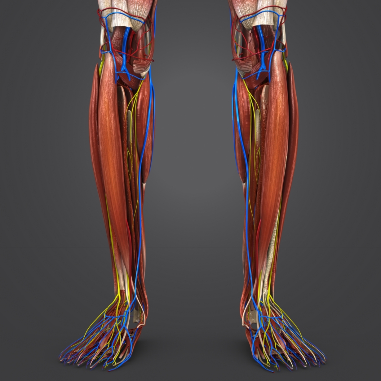 3D body natural skin muscles - TurboSquid 1289594