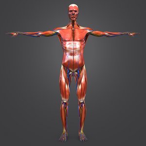 3D body natural skin muscles