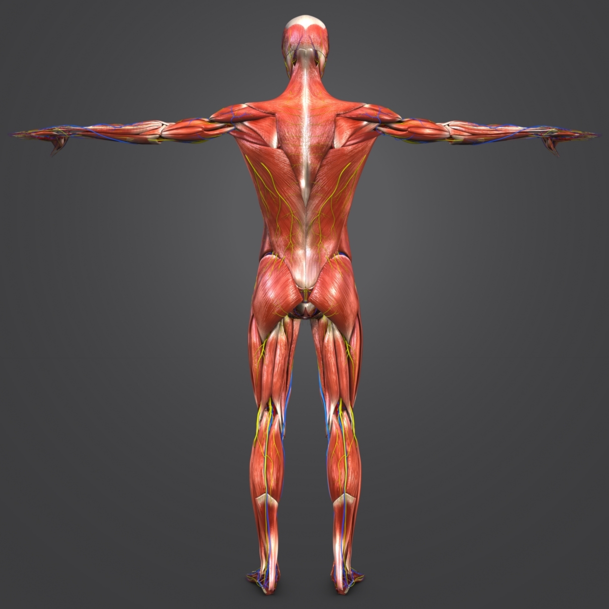 3D body natural skin muscles - TurboSquid 1289594