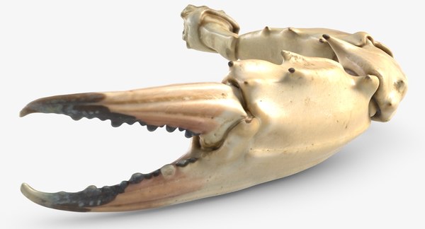 Crab Claw 2 3d Turbosquid