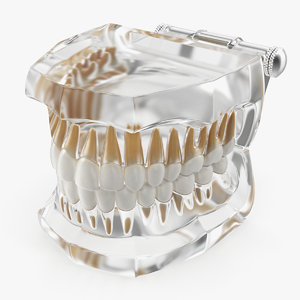 transparent dental typodont teeth 3D