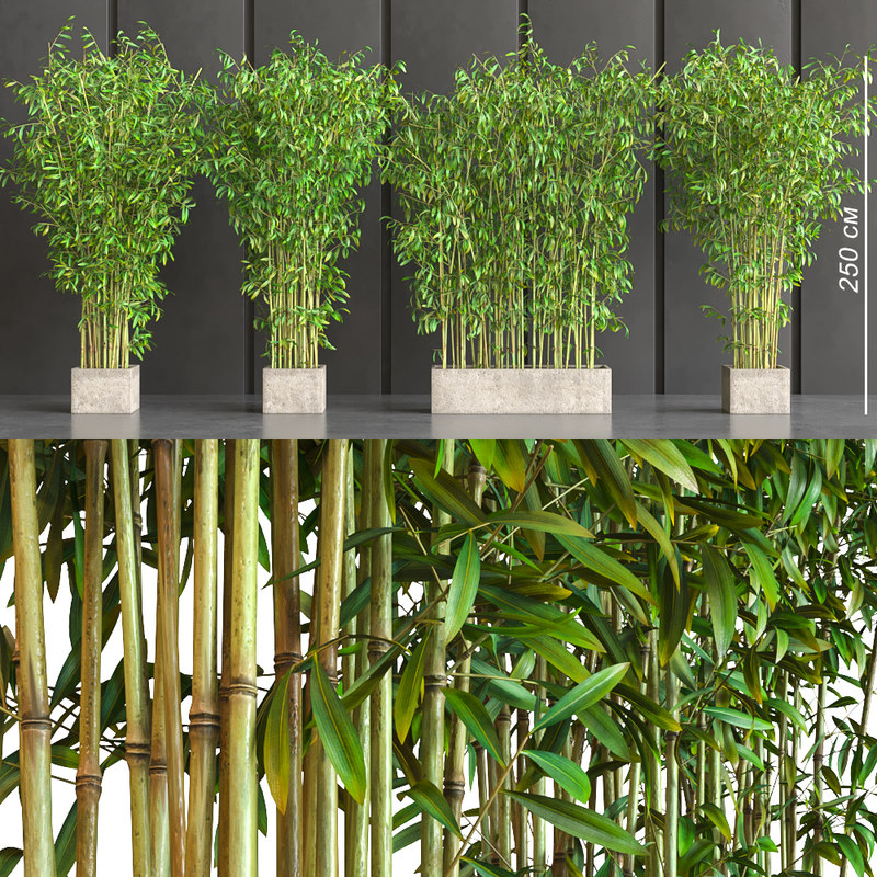Potted Decor Bamboo 3d Model Turbosquid
