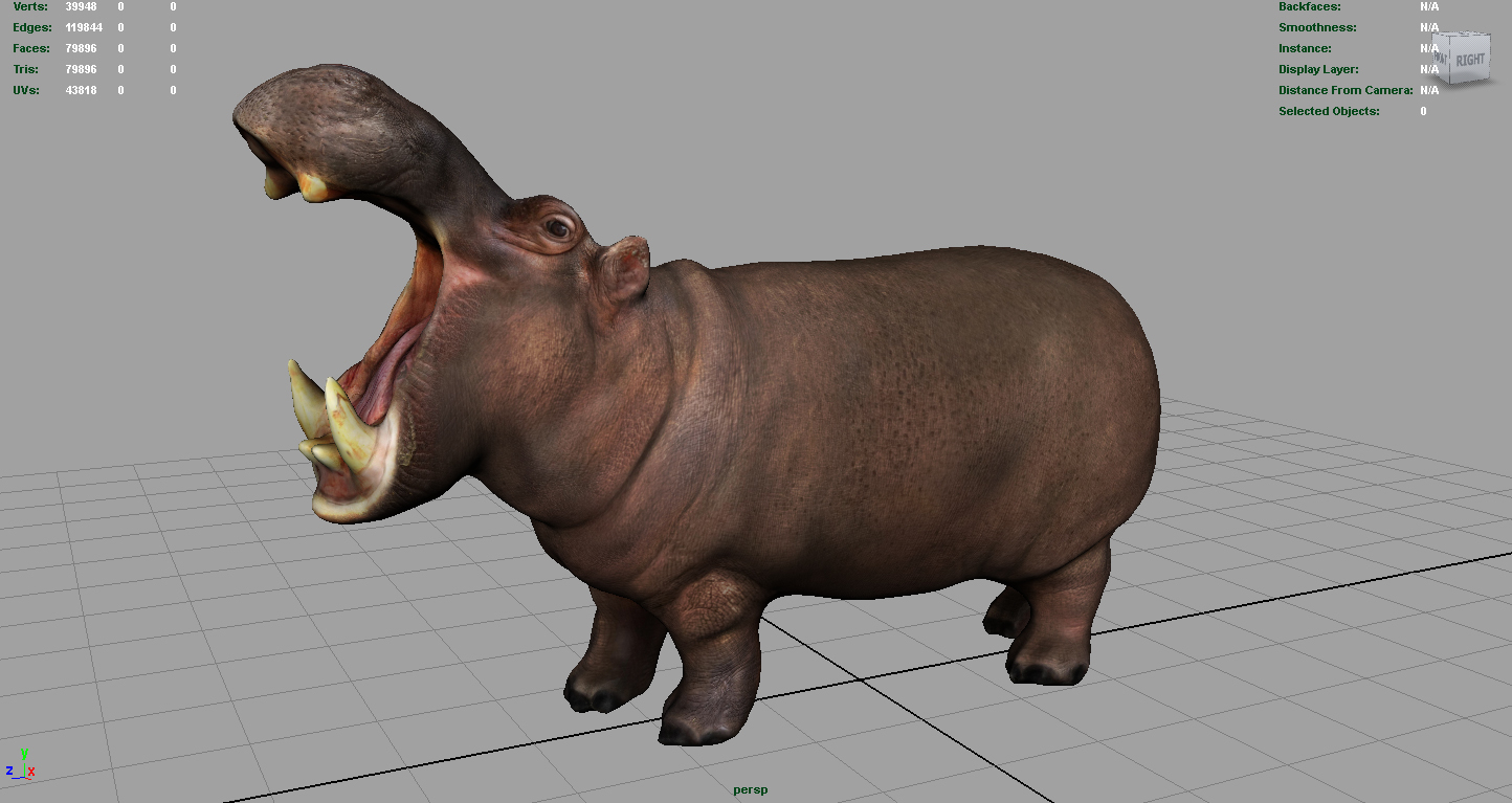 非洲河马3d模型