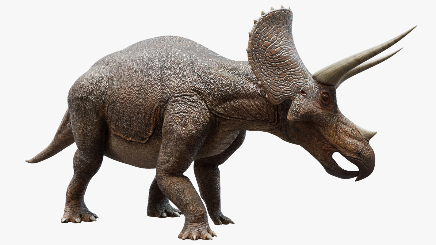 triceratops view in 3d