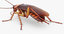 3D cockroach american animation