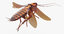 3D cockroach american animation