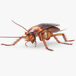 cockroach american rigged 3D model