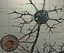 brain neuron 3D