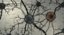 brain neuron 3D