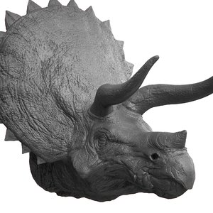 3D triceratops head
