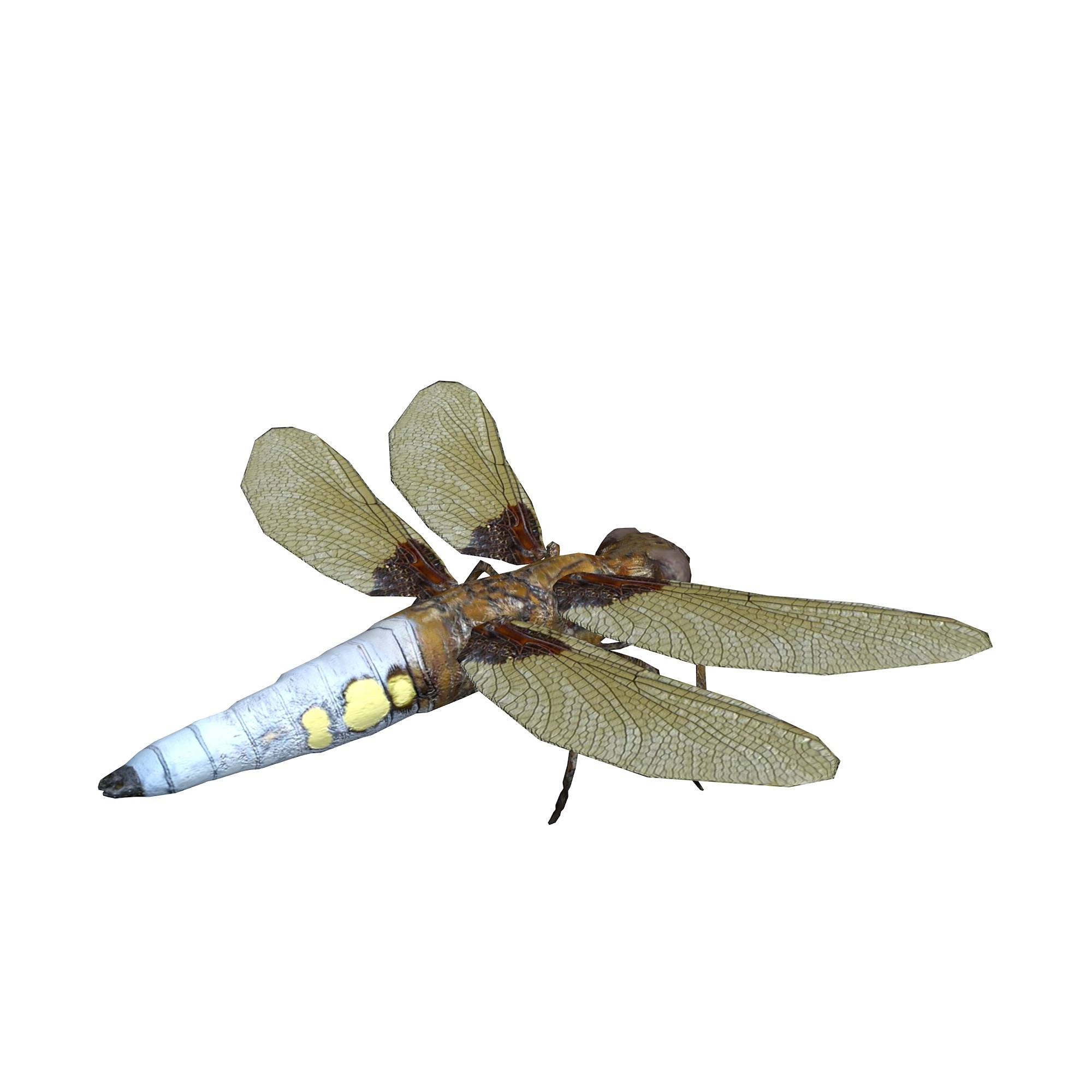 蜻蜓3d模型