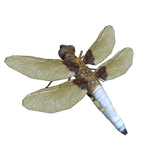 insect dragonfly model
