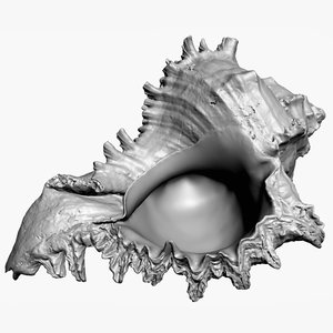 sea shell scan raw model