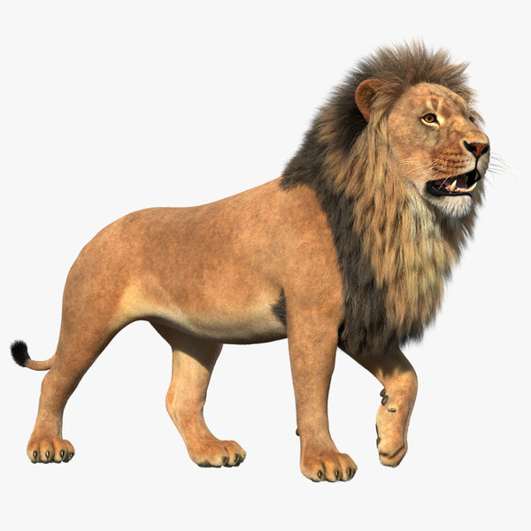 3D lion rigged - TurboSquid 1291185