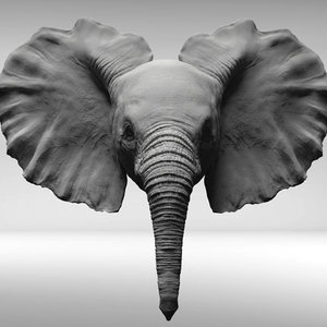 3D elephant baby head