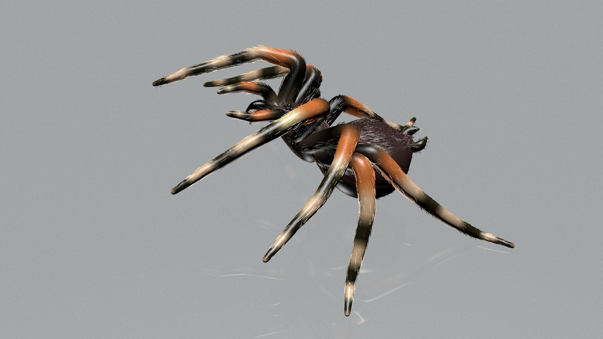 蜘蛛狼蛛(theraphosidae)3d模型