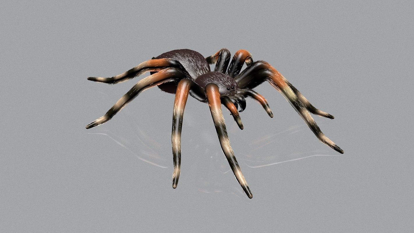 Spider-tarantula theraphosidae spider model - TurboSquid 1291388