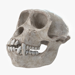 gibbon skull 3D model