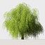 3D model willow tree