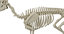 animal skeleton 3D model