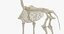 animal skeleton 3D model