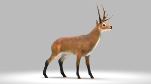 deer model