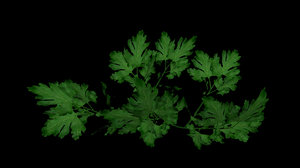 3D persil parsley