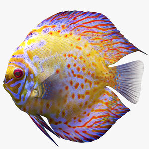 discus fish 3D