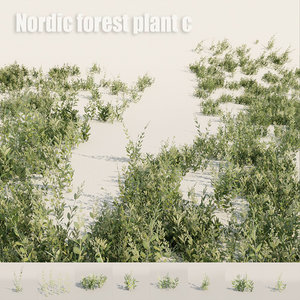 nordic forest plant c 3D model