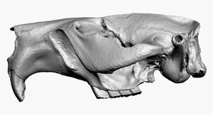 beaver skull raw scan model