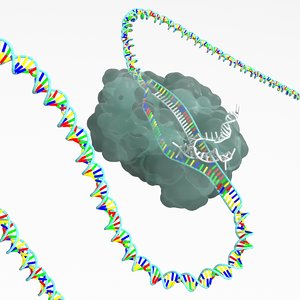 crispr-cas9 gene editing complex 3D