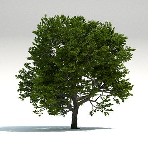 3D old beech tree