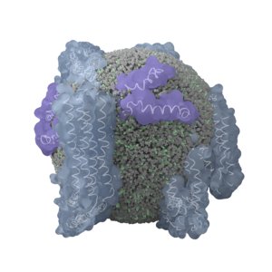 3D cholesterol lipoprotein density hdls model