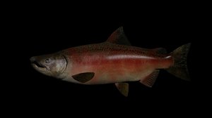chinook salmon 3D