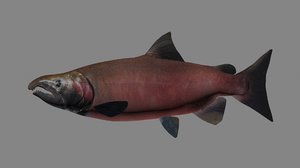 3D coho salmon model